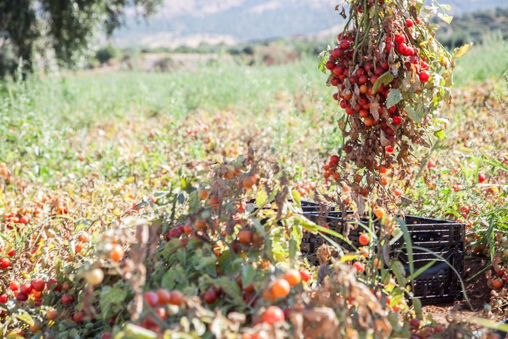 Tomatenernte auf dem Feld von Primabio – sonnengereifte Bio-Tomaten aus Italien