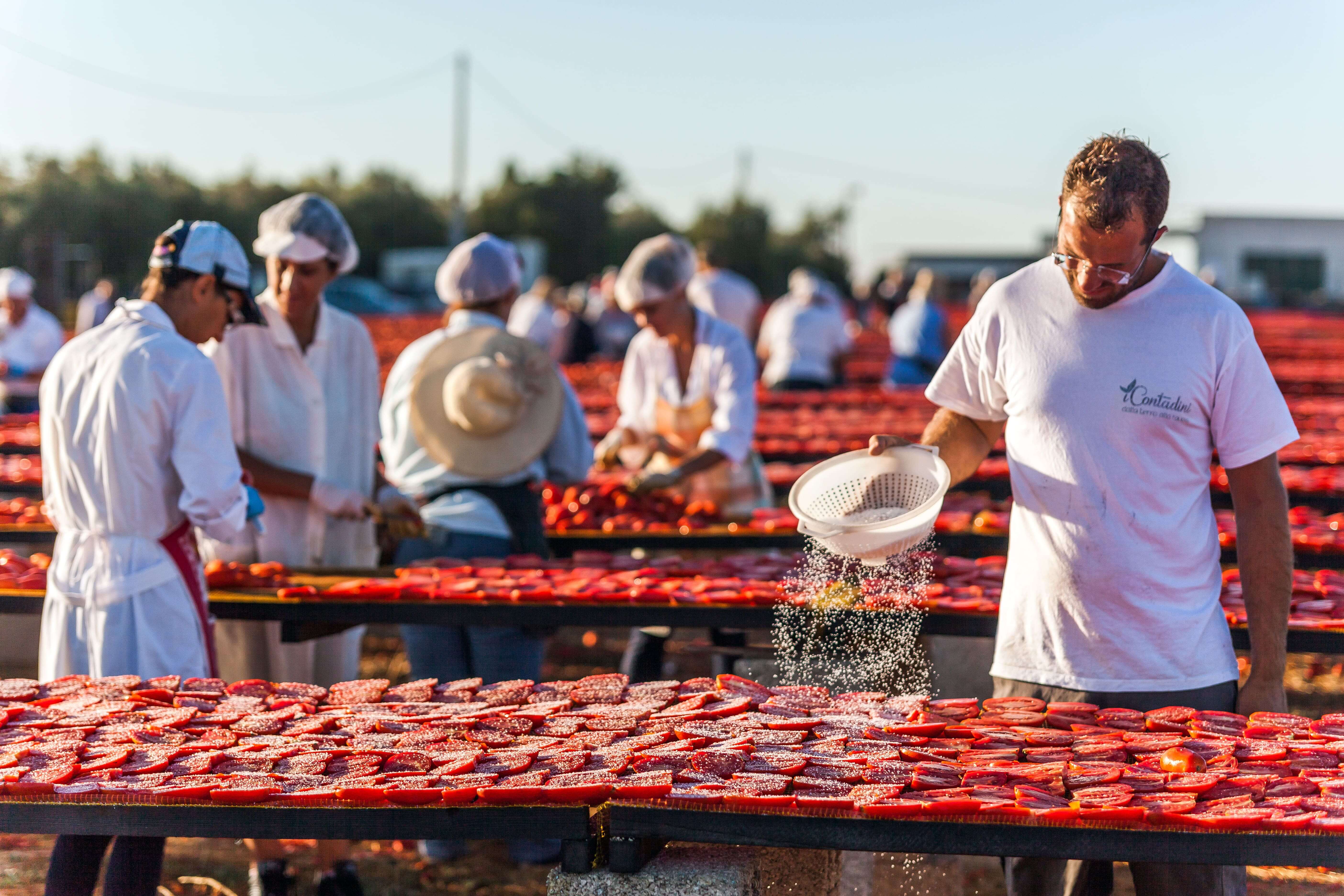 Traditionelle Herstellung von getrockneten Tomaten in Italien – Produzenten salzen sonnengereifte Tomaten im Freien