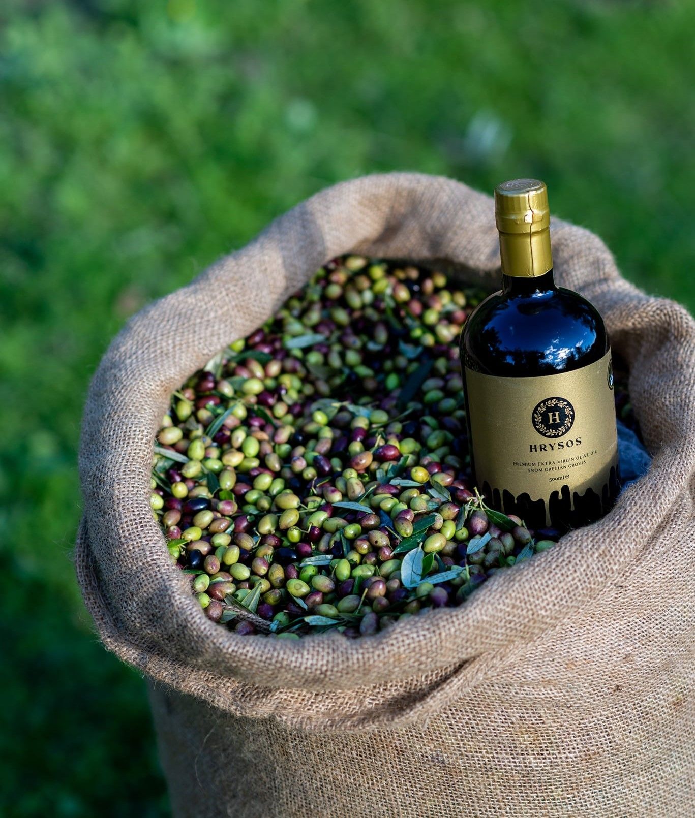 Flasche Hrysos Olivenöl in einem Jutesack voller grüner und violetter Oliven mit Blättern auf grünem Gras.