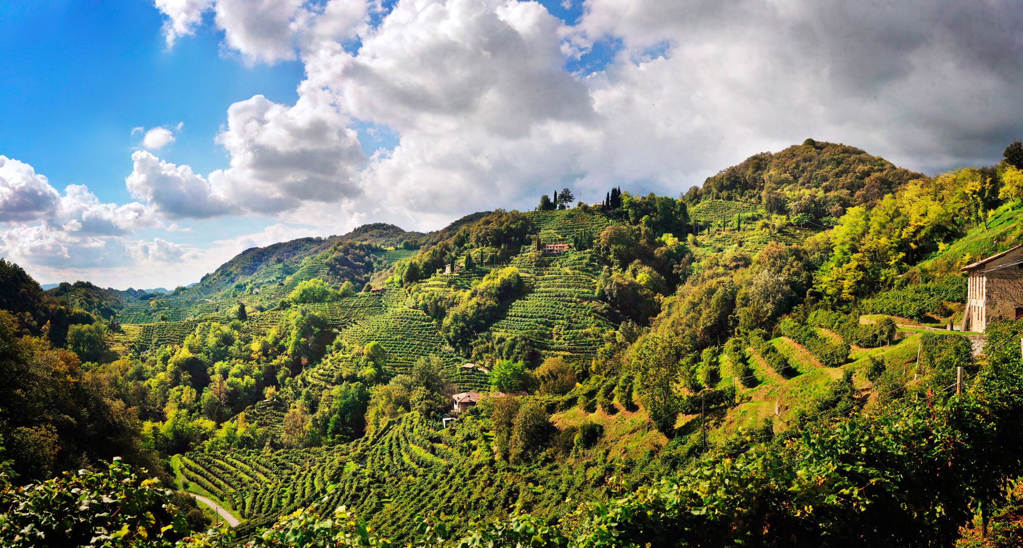 Panoramabild von grünen, terrassierten Weinbergen und bewaldeten Hügeln unter blauem Himmel mit weissen Wolken. Einige…