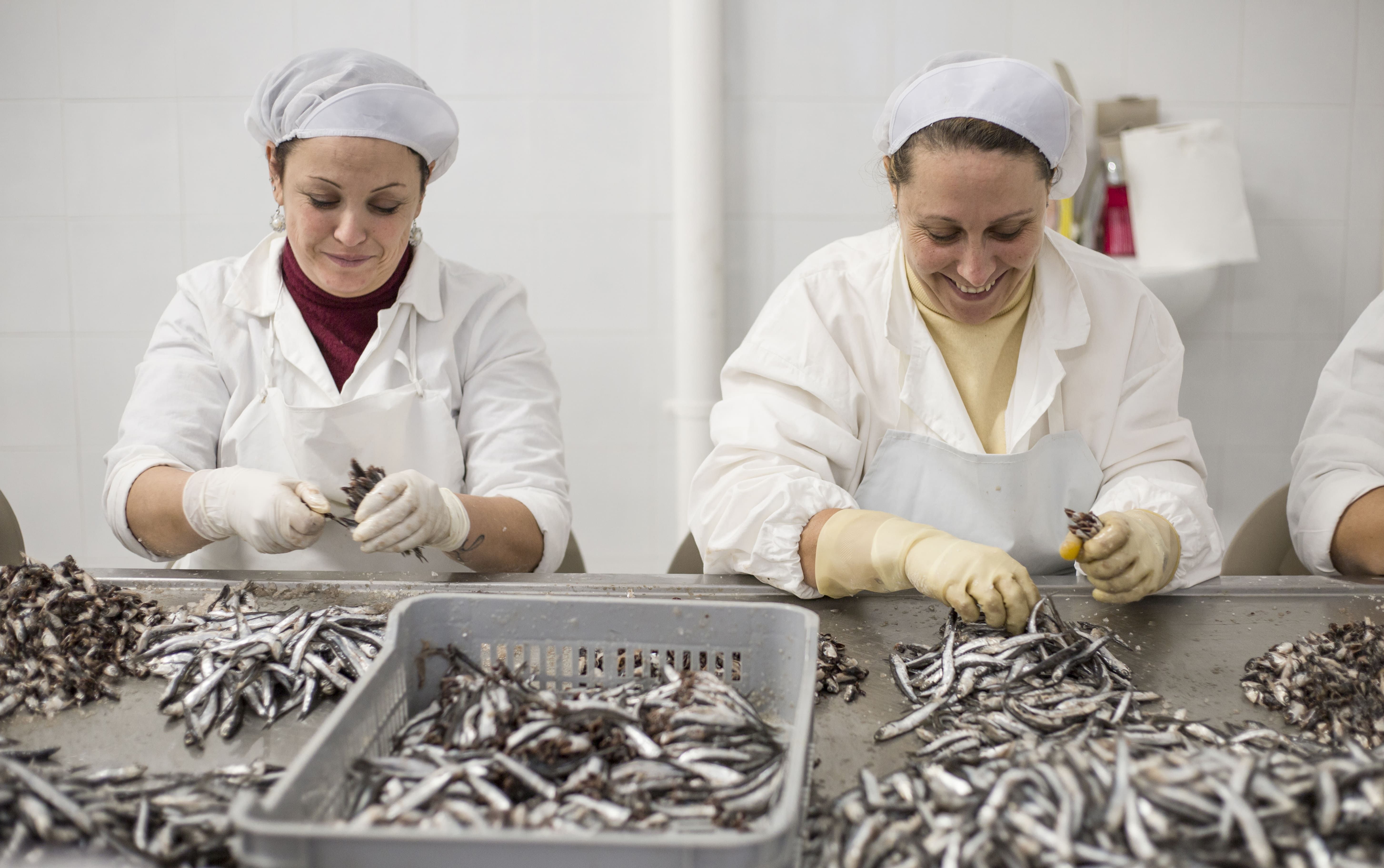 Zwei Frauen in weissen Arbeitskleidern und Haarnetzen verarbeiten kleine Fische an einem Tisch in einer…